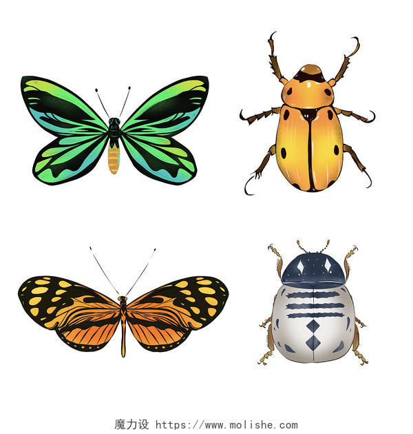甲虫昆虫飞行彩色甲壳虫节肢动物24节气惊蛰春天春分